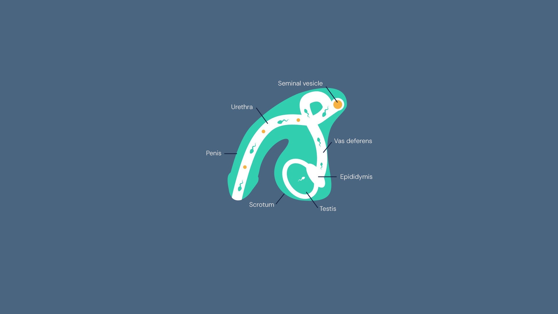 The Sperm Life Cycle Explained