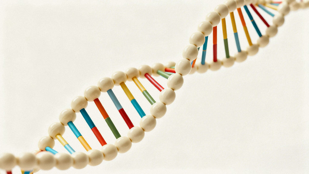 Sperm DNA Fragmentation: What It Is and Whether You Need the Test